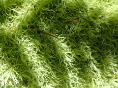 Leucobryum rehmannii