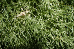 Leucobryum rehmannii