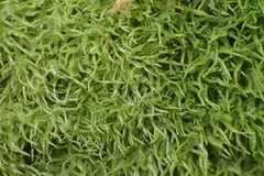 Leucobryum rehmannii