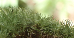 Leucobryum rehmannii