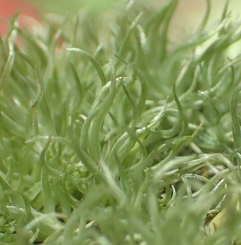 Leucobryum rehmannii observed 2021-01-31
