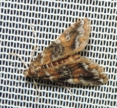 Elophila responsalis