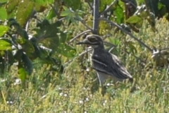 Burhinus indicus