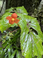 Begonia sutherlandii