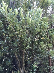 Melicytus chathamicus