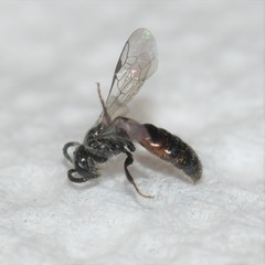 Sphecodes brachycephalus