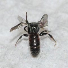 Sphecodes brachycephalus