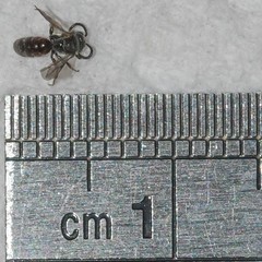 Sphecodes brachycephalus