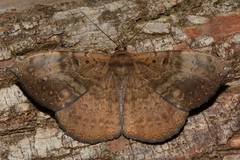 Hemeroblemma leontia