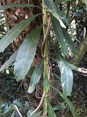 Pseudopanax chathamicus
