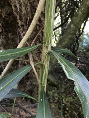 Pseudopanax chathamicus