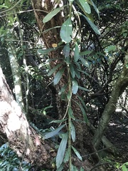 Pseudopanax chathamicus