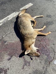 Canis latrans dickeyi