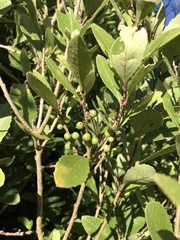 Melicytus chathamicus