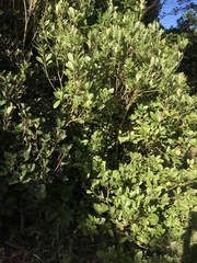 Melicytus chathamicus