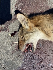 Canis latrans dickeyi