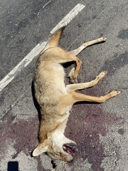 Canis latrans dickeyi