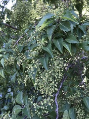Plagianthus regius chathamicus