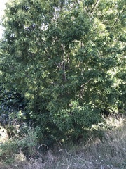 Plagianthus regius chathamicus