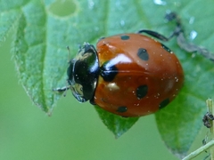 Coccinella septempunctata