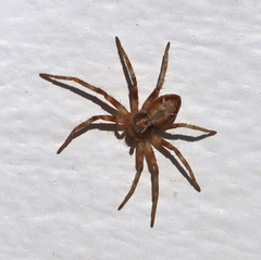 Celerrimus duffeyi