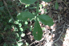 Paullinia fuscescens