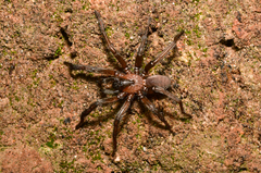 Promyrmekiaphila