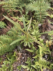 Pseudopanax chathamicus