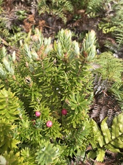 Leptecophylla robusta