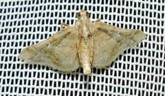 Scenedra decoratalis