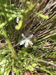 Lobelia angulata