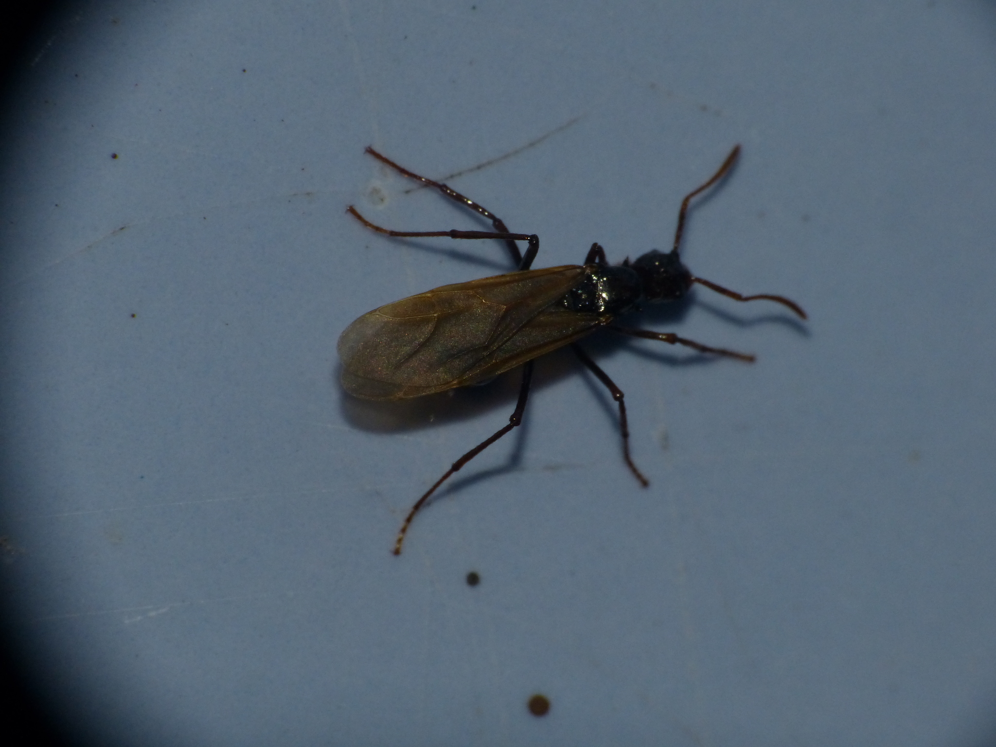 Pseudoatta argentina
