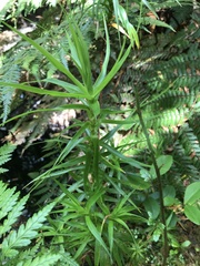 Dracophyllum longifolium