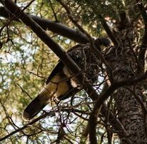 Parabuteo unicinctus