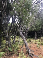 Dracophyllum arboreum