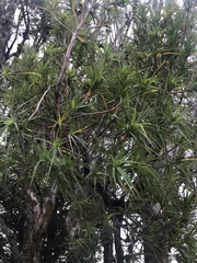 Dracophyllum arboreum