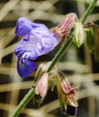 Salvia ringens