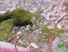 Thalictrum coriaceum