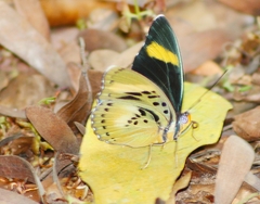 Euphaedra phaethusa phaethusa