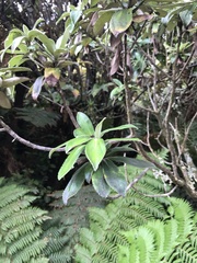 Macrolearia chathamica