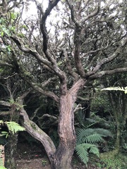 Macrolearia chathamica