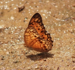 Phalanta eurytis eurytis