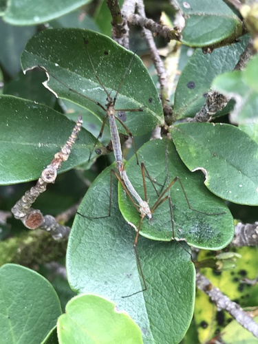 Gynoplistia (Gynoplistia) chathamica