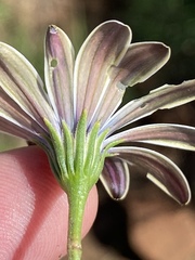 Dimorphotheca caulescens