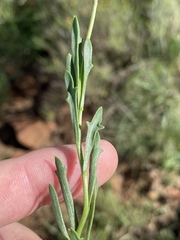 Dimorphotheca caulescens