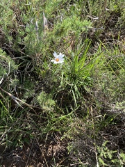 Dimorphotheca caulescens