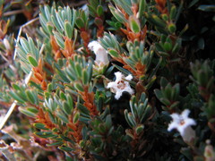 Montitega dealbata