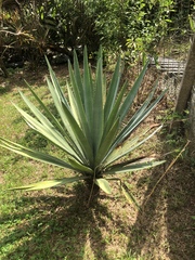 Agave tequilana