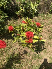 Ixora casei