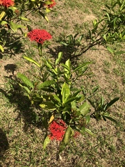 Ixora casei